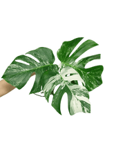 Monstera Variegata Stecklingsset